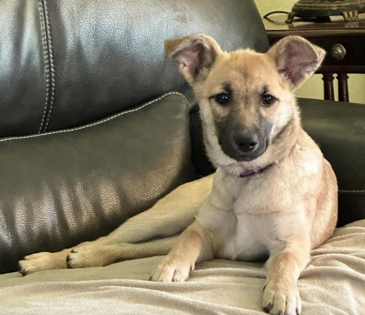 June, an adoptable Shiba Inu in Anchorage, AK, 99503 | Photo Image 2