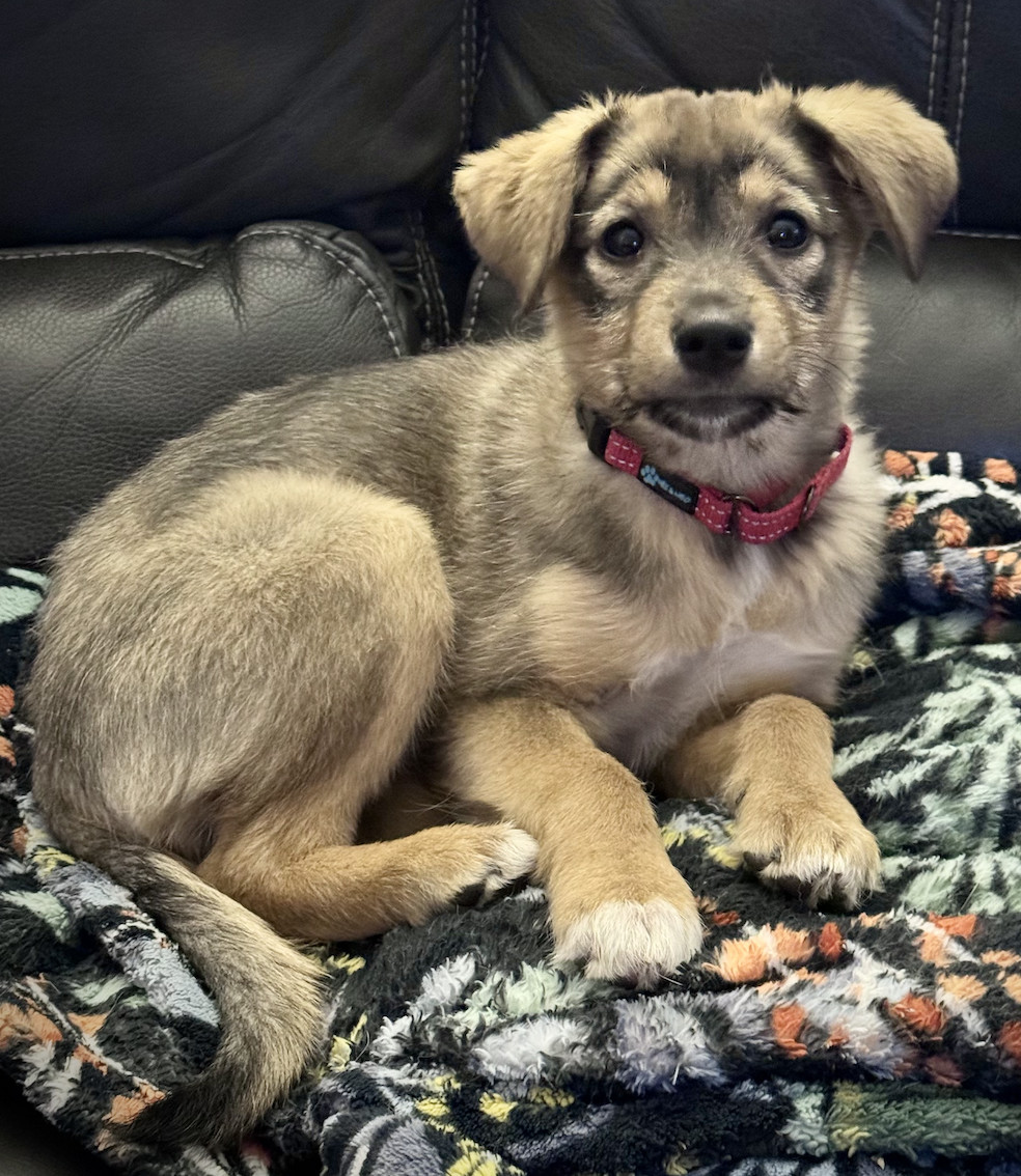 Skye, an adoptable Labrador Retriever, Terrier in Anchorage, AK, 99503 | Photo Image 1