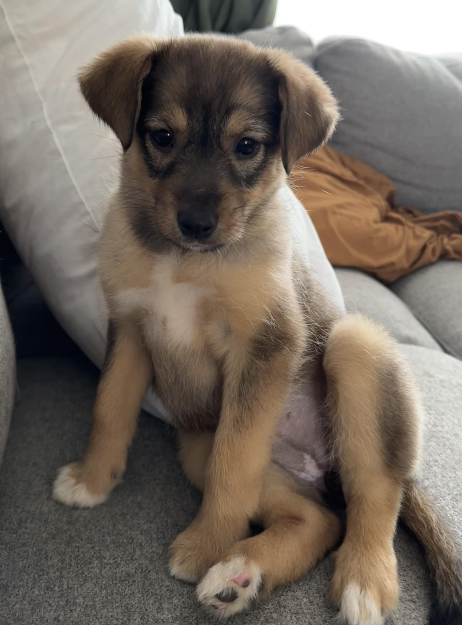 Skye, an adoptable Labrador Retriever, Terrier in Anchorage, AK, 99503 | Photo Image 2