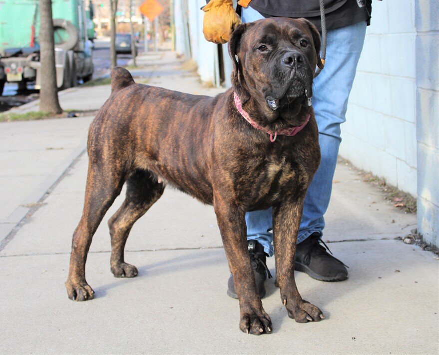 Spice *Courtesy Post*, an adoptable Boerboel in Chambersburg, PA, 17202 | Photo Image 3