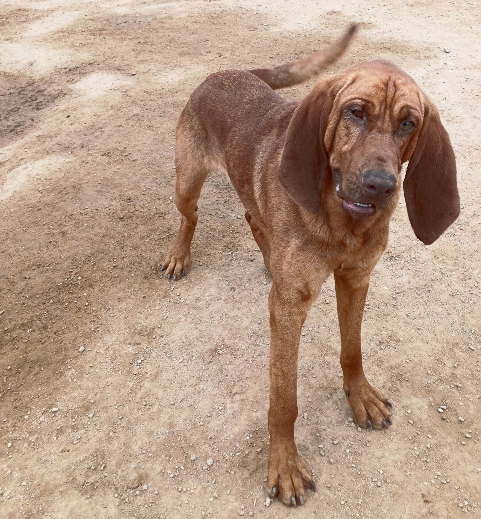 Red -, an adoptable Bloodhound, Redbone Coonhound in Apple Valley, CA, 92307 | Photo Image 1