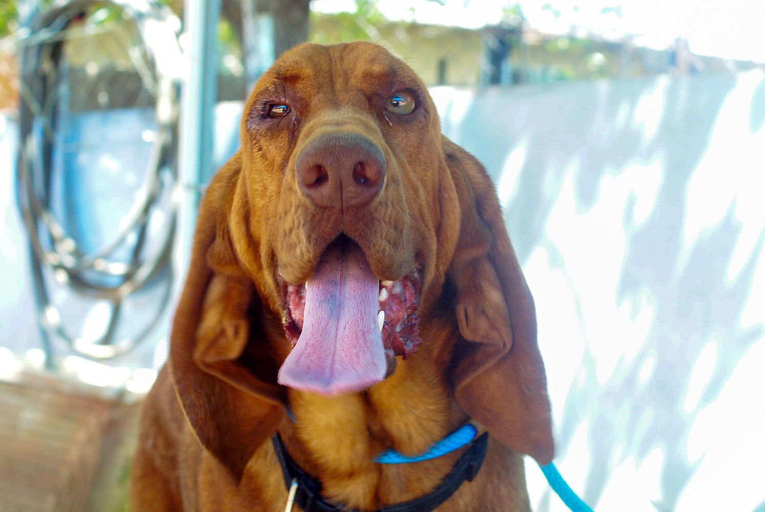 Red -, an adoptable Bloodhound, Redbone Coonhound in Apple Valley, CA, 92307 | Photo Image 2