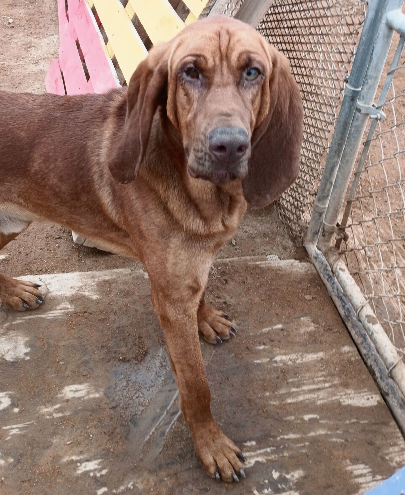 Red -, an adoptable Bloodhound, Redbone Coonhound in Apple Valley, CA, 92307 | Photo Image 3