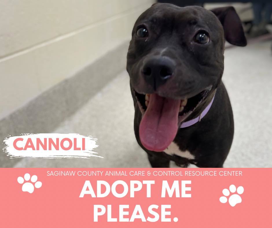 CANNOLI, an adoptable Pit Bull Terrier in Saginaw, MI, 48602 | Photo Image 1