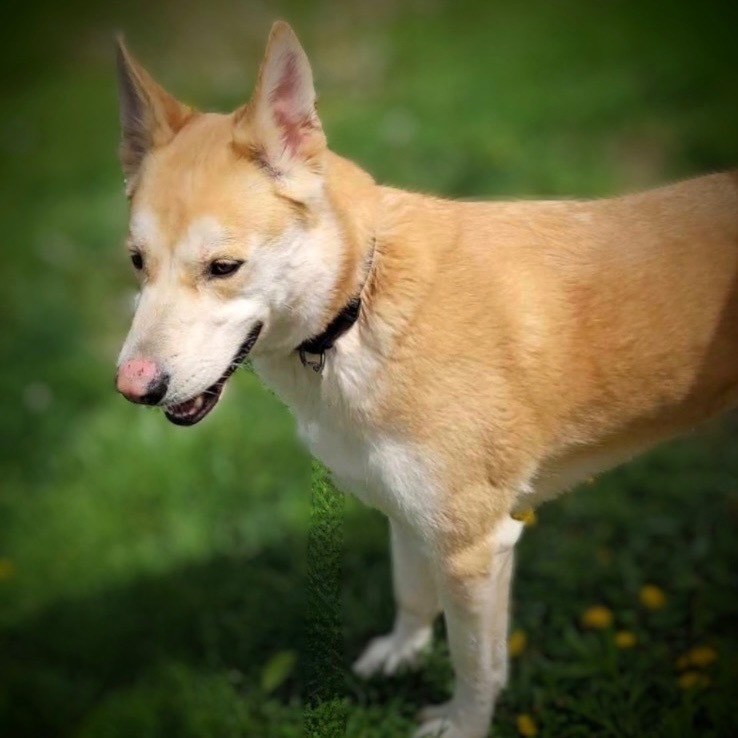 CoCo, an adoptable Husky, Mixed Breed in Pittsfield, IL, 62363 | Photo Image 1