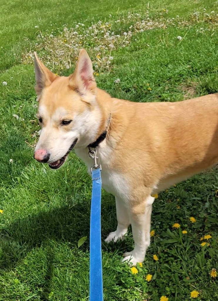CoCo, an adoptable Husky, Mixed Breed in Pittsfield, IL, 62363 | Photo Image 2