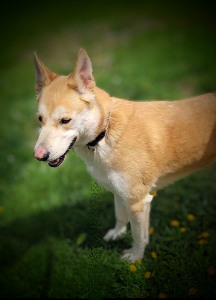 CoCo, an adoptable Husky, Mixed Breed in Pittsfield, IL, 62363 | Photo Image 3
