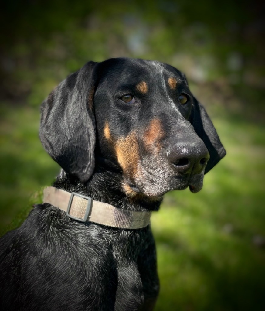 Angie, an adoptable Coonhound in Pittsfield, IL, 62363 | Photo Image 1
