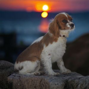 Ashton Cavalier King Charles Spaniel Dog