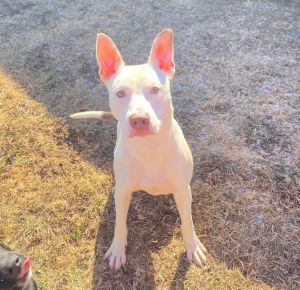 Luca, Young Male Pit Bull Terrier