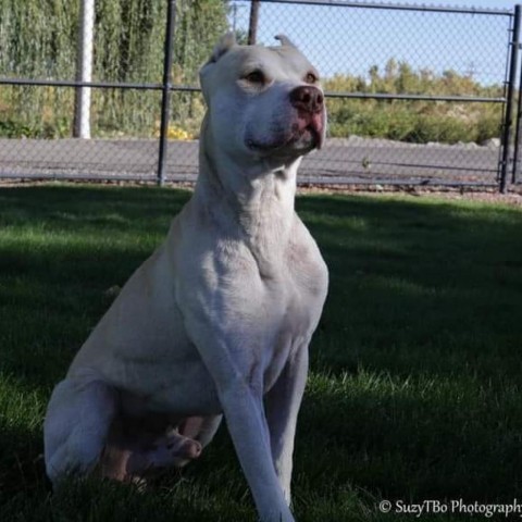 Chaco, an adoptable Pit Bull Terrier in Montrose, CO, 81401 | Photo Image 1