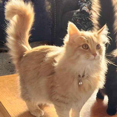 Jax Holcomb, an adoptable Domestic Medium Hair in Eagle Mountain, UT, 84005 | Photo Image 1