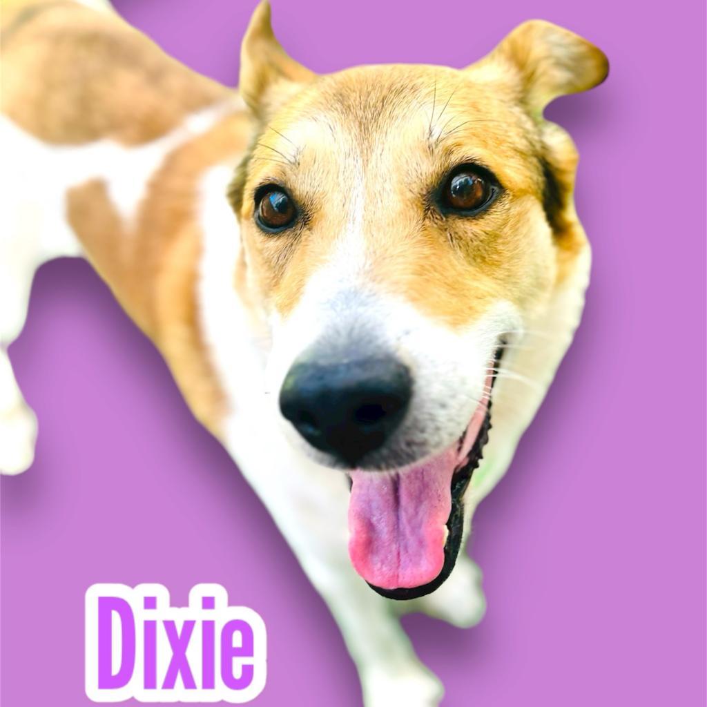 Dixie, an adoptable German Shepherd Dog, Collie in Scottsdale, AZ, 85253 | Photo Image 1