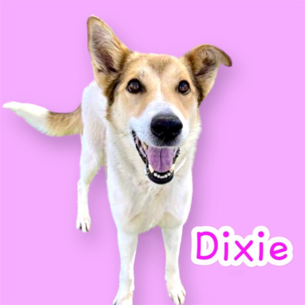 Dixie, an adoptable German Shepherd Dog, Collie in Scottsdale, AZ, 85253 | Photo Image 2