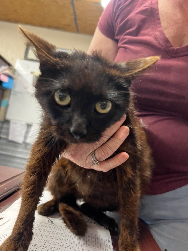 J177, an adoptable Domestic Short Hair in Mullins, SC, 29574 | Photo Image 1