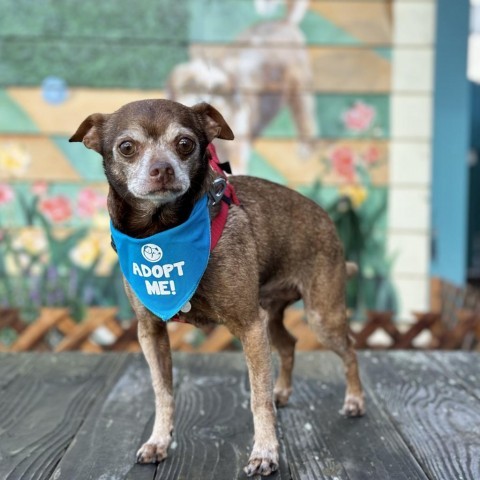 Dog for adoption - Cadbury, a Chihuahua in Pacific Grove, CA | Petfinder