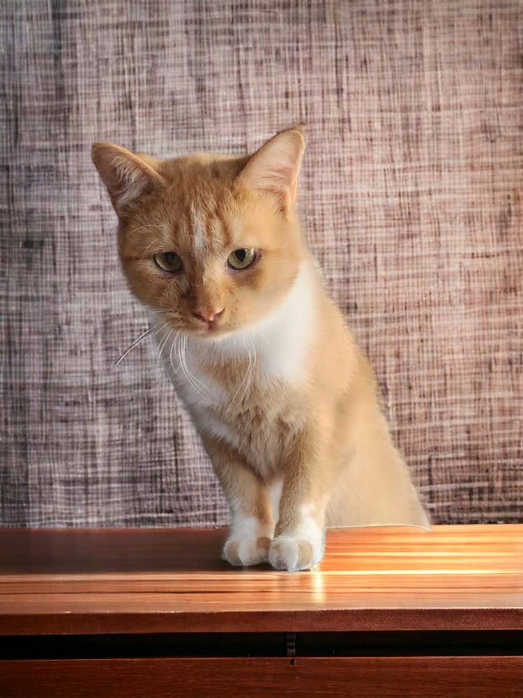 Buttercup, an adoptable Domestic Short Hair in Evergreen, CO, 80439 | Photo Image 1