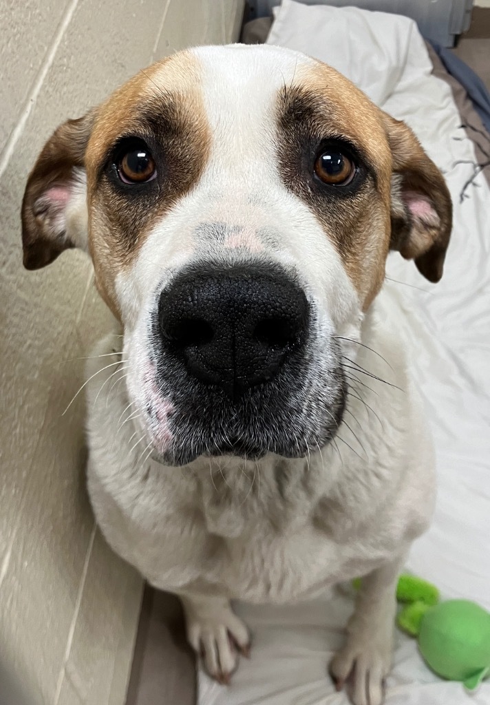 Ruby *Sponsored Adoption