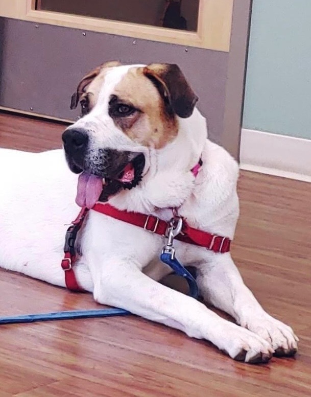 Ruby *Sponsored Adoption