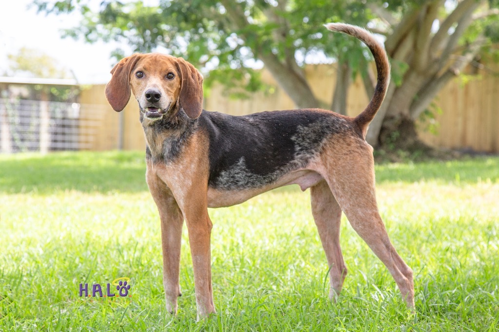 Hank, an adoptable Coonhound in Sebastian, FL, 32958 | Photo Image 2