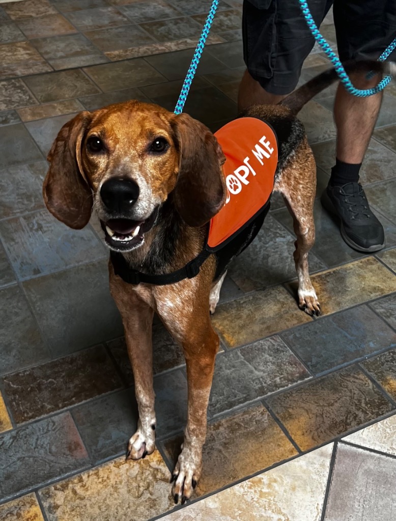 Hank, an adoptable Coonhound in Sebastian, FL, 32958 | Photo Image 3