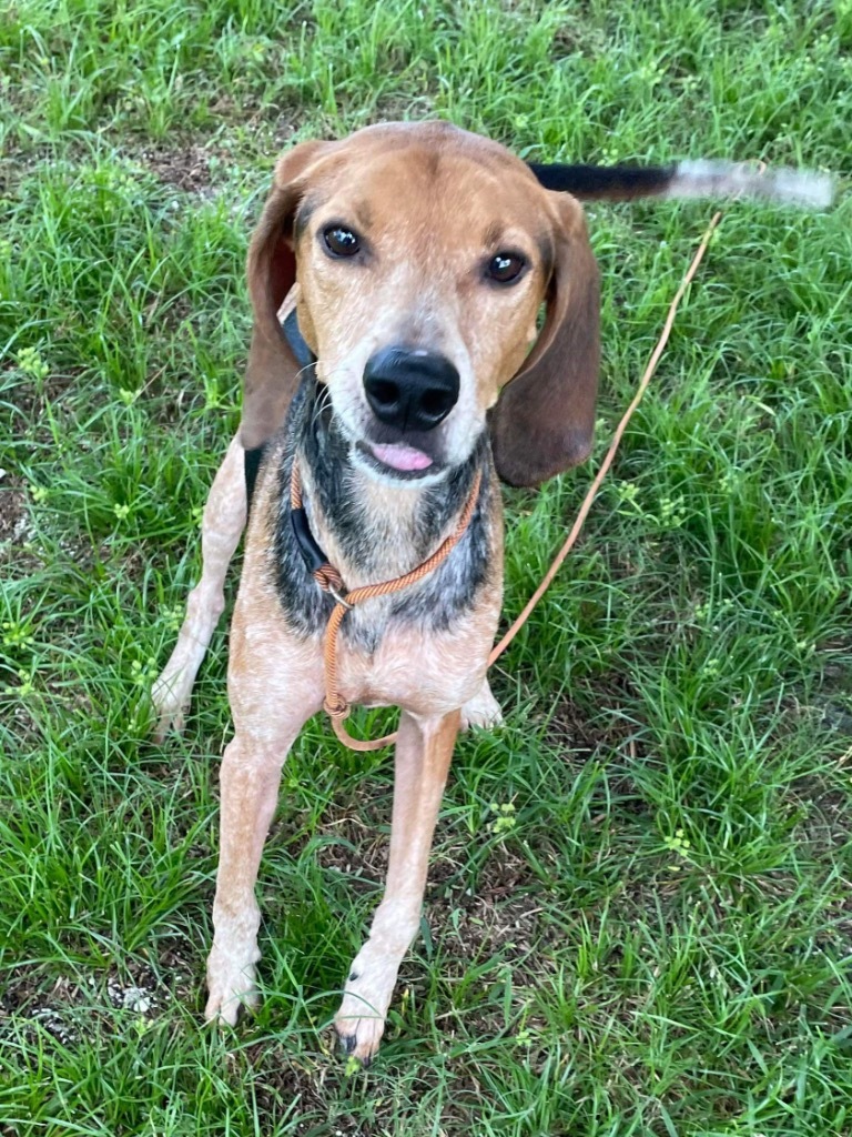 Hank, an adoptable Coonhound in Sebastian, FL, 32958 | Photo Image 4