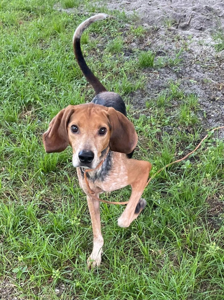 Hank, an adoptable Coonhound in Sebastian, FL, 32958 | Photo Image 5