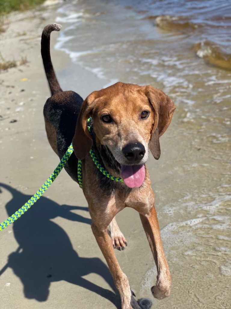 Hank, an adoptable Coonhound in Sebastian, FL, 32958 | Photo Image 6