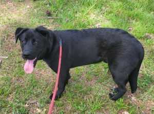 Biffel Labrador Retriever Dog