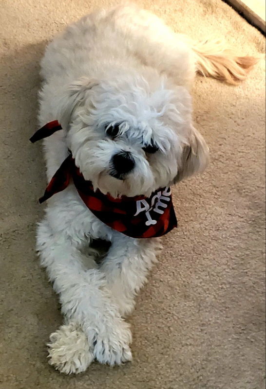 Newton, an adoptable Shih Tzu, Poodle in Rockville, MD, 20852 | Photo Image 1
