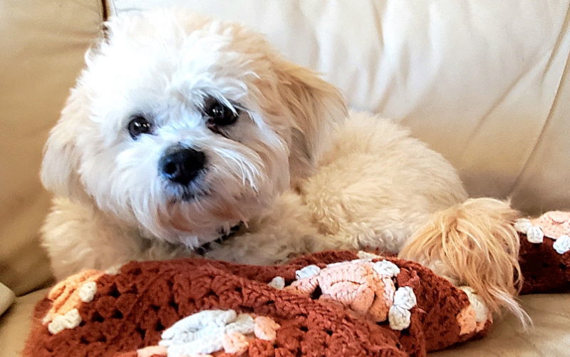 Newton, an adoptable Shih Tzu, Poodle in Rockville, MD, 20852 | Photo Image 2