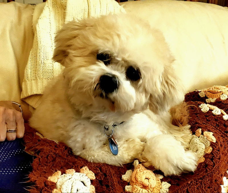 Newton, an adoptable Shih Tzu, Poodle in Rockville, MD, 20852 | Photo Image 3