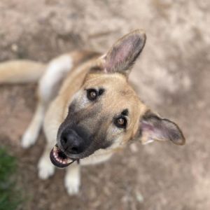 Sammie says Im ready to be adopted Beautiful Sammie is a 2 year old German Shepherd She is a nic
