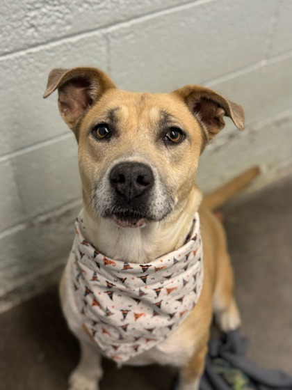 Rosa, an adoptable Pit Bull Terrier, Mixed Breed in Moses Lake, WA, 98837 | Photo Image 1