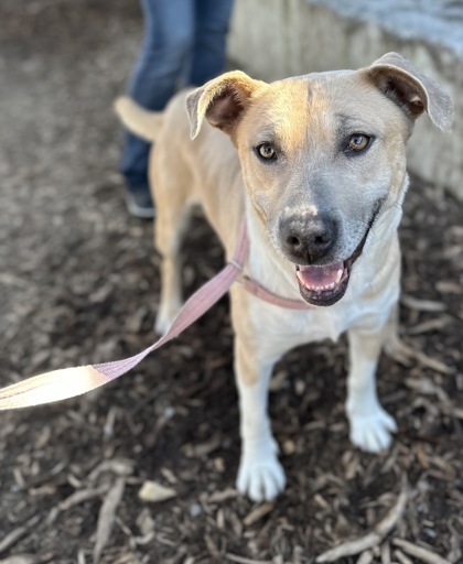 Rosa, an adoptable Pit Bull Terrier, Mixed Breed in Moses Lake, WA, 98837 | Photo Image 2