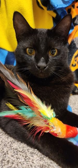 Licorice Domestic Short Hair Cat