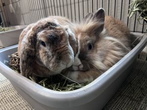 Murray and Minka Rex Rabbit