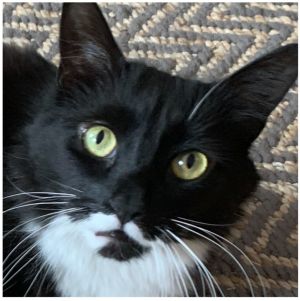 Luna is an 8 year old black and white beauty with stunning green eyes She needs a quiet home where