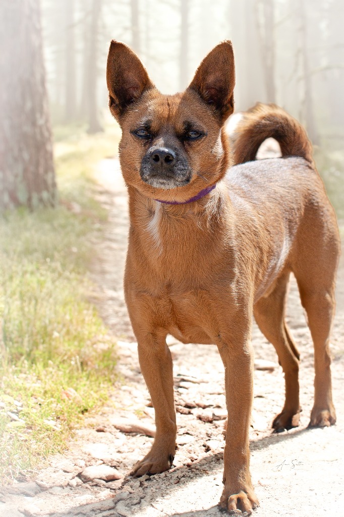 Apollo, an adoptable Chihuahua in Hot Springs, SD, 57747 | Photo Image 1