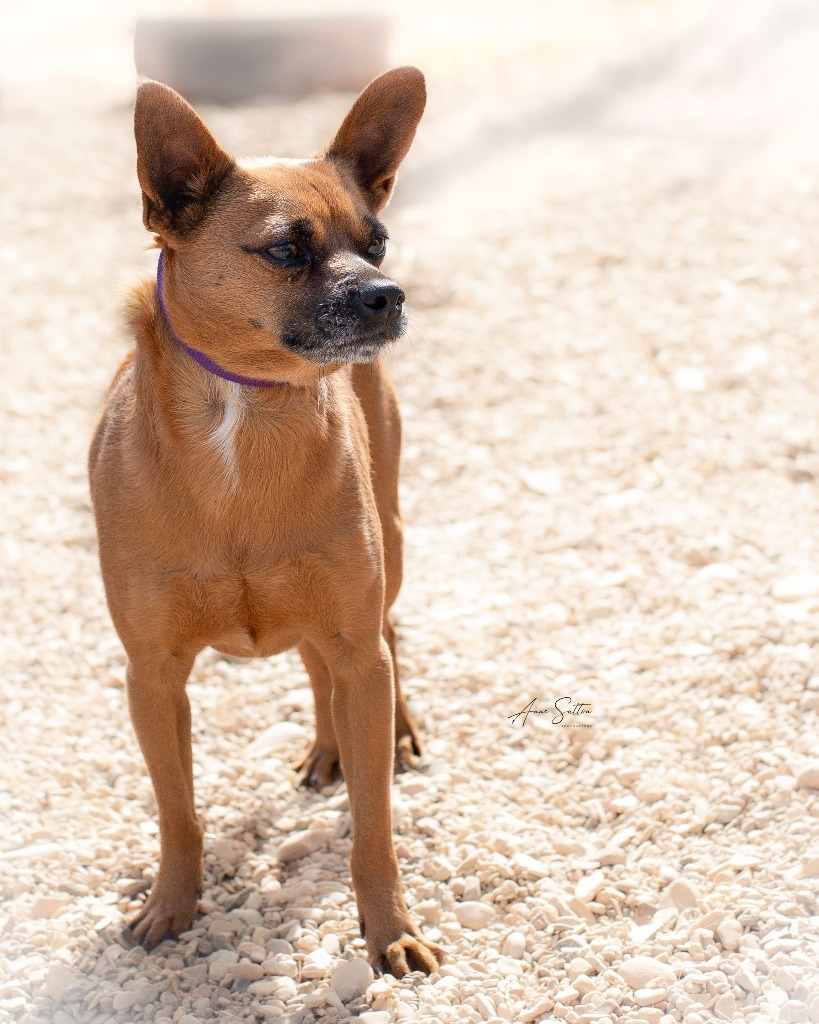 Apollo, an adoptable Chihuahua in Hot Springs, SD, 57747 | Photo Image 2