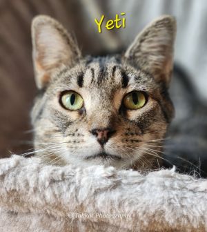 Yeti, Adult Male Domestic Short Hair
