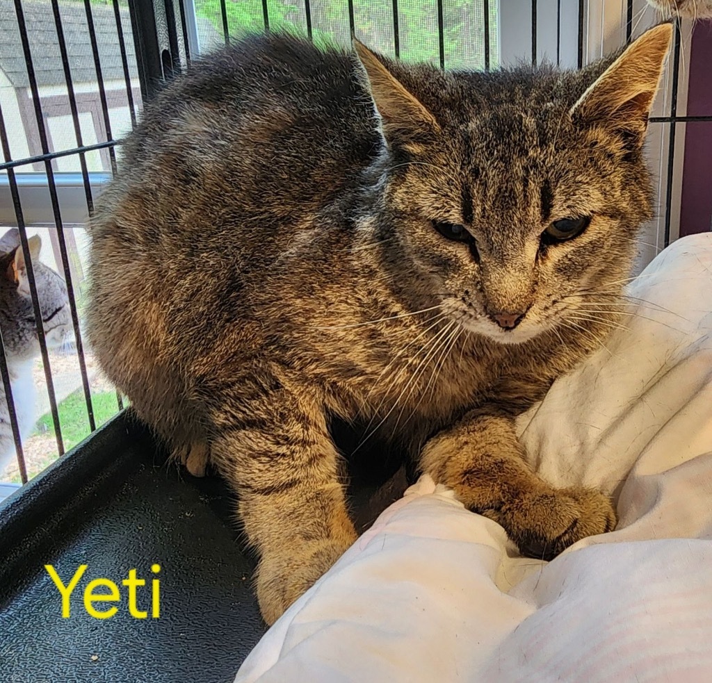 Yeti