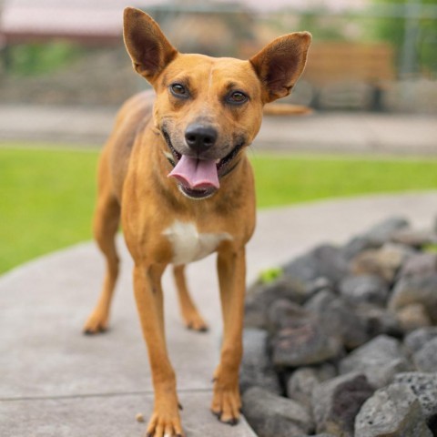 Mimi, an adoptable Mixed Breed in Kailua Kona, HI, 96740 | Photo Image 1