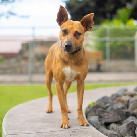 Mimi, an adoptable Mixed Breed in Kailua Kona, HI, 96740 | Photo Image 2