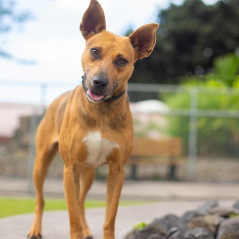 Mimi, an adoptable Mixed Breed in Kailua Kona, HI, 96740 | Photo Image 3