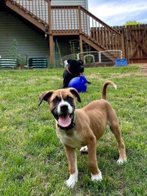 Vito 910 week old male boxer Natural ears and Tail  Location Buford GA Doing r