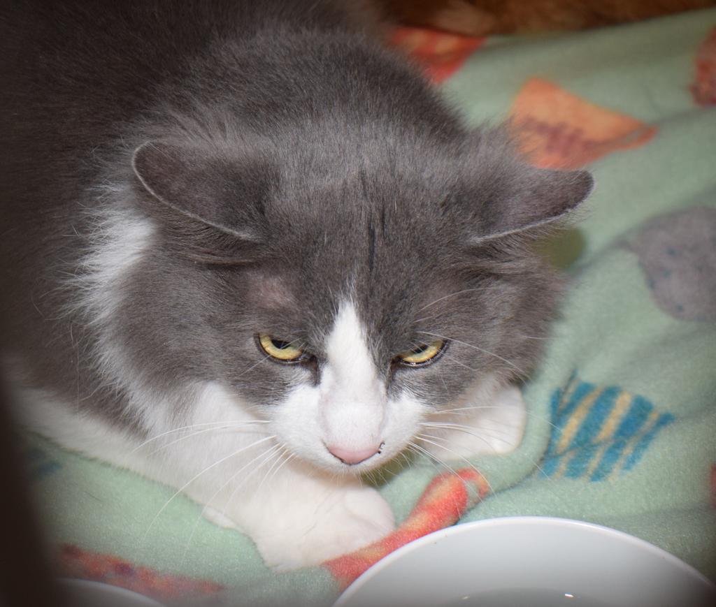 Luna, an adoptable Domestic Short Hair in Pahrump, NV, 89048 | Photo Image 1