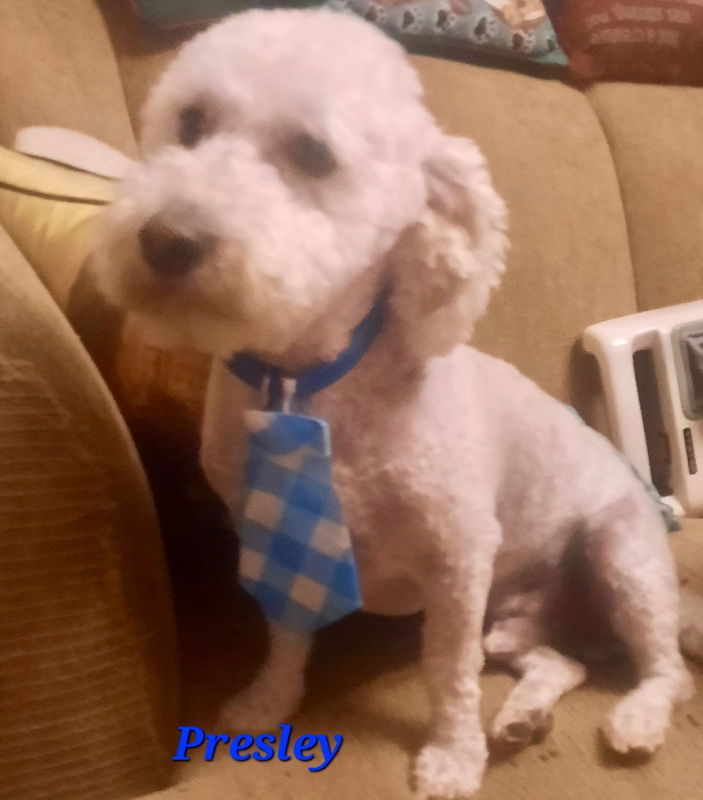 Presley, an adoptable Poodle, Maltese in Sun City, AZ, 85351 | Photo Image 1