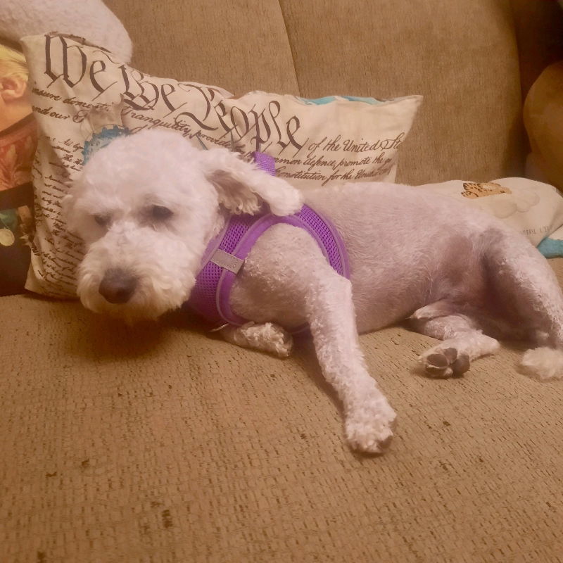 Presley, an adoptable Poodle, Maltese in Sun City, AZ, 85351 | Photo Image 3