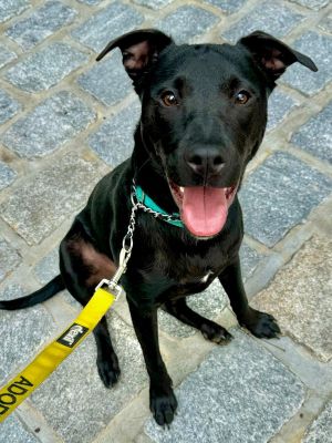 Parsley (Herb Siblings), Young Male American Staffordshire Terrier